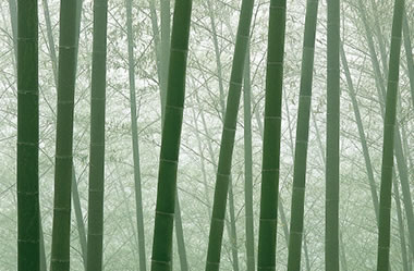 Features of bamboo